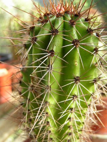 Stenocereus_thurberi